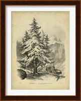 The Spruce Fine Art Print