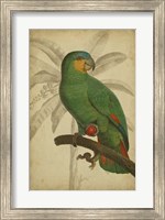 Parrot and Palm I Fine Art Print