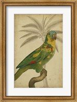 Parrot and Palm II Fine Art Print