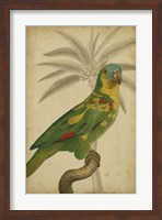 Parrot and Palm II Fine Art Print