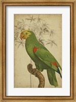 Parrot and Palm III Fine Art Print