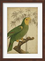 Parrot and Palm IV Fine Art Print
