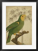 Parrot and Palm IV Fine Art Print