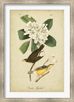 Audubon Canada Flycatcher Fine Art Print