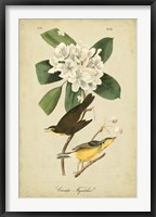 Audubon Canada Flycatcher Fine Art Print