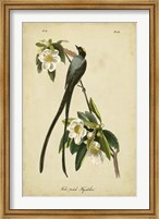Audubon Fork-tailed Flycatcher Fine Art Print