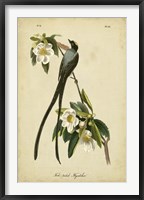 Audubon Fork-tailed Flycatcher Fine Art Print