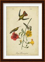 Audubon Mango Hummingbird Fine Art Print