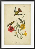 Audubon Mango Hummingbird Fine Art Print