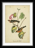 Audubon Bay Breasted Warbler Fine Art Print