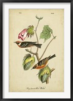 Audubon Bay Breasted Warbler Fine Art Print