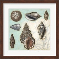 Antique Shell Collage I Fine Art Print