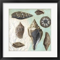 Antique Shell Collage II Fine Art Print