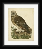 Antique Nozeman Owl I Fine Art Print