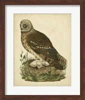 Antique Nozeman Owl I Fine Art Print