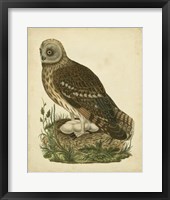 Antique Nozeman Owl I Fine Art Print