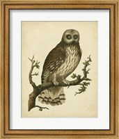 Antique Nozeman Owl II Fine Art Print
