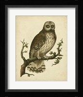 Antique Nozeman Owl II Fine Art Print