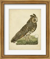 Antique Nozeman Owl III Fine Art Print
