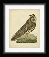 Antique Nozeman Owl III Fine Art Print