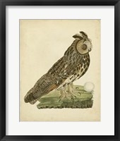 Antique Nozeman Owl III Fine Art Print