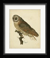 Antique Nozeman Owl IV Fine Art Print