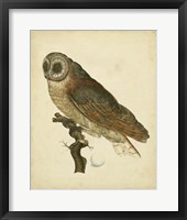 Antique Nozeman Owl IV Fine Art Print