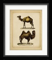 Studies in Natural History II Fine Art Print