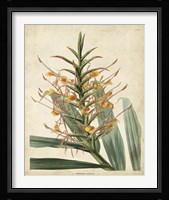 Tropical Delight I Framed Print