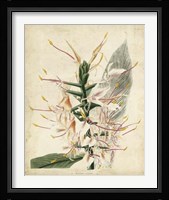 Tropical Delight II Framed Print