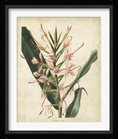 Tropical Delight III Framed Print