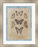 Bookplate Butterflies III Fine Art Print