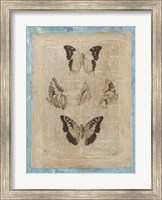 Bookplate Butterflies IV Fine Art Print