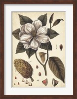 Ivory Botanical Study I Fine Art Print