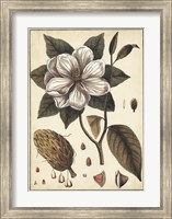 Ivory Botanical Study I Fine Art Print