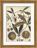 Ivory Botanical Study II Fine Art Print