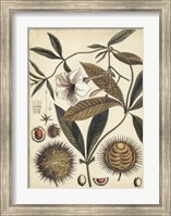Ivory Botanical Study II Fine Art Print