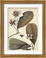 Ivory Botanical Study III Fine Art Print
