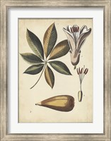 Ivory Botanical Study IV Fine Art Print