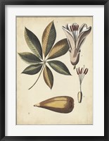 Ivory Botanical Study IV Fine Art Print