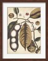 Ivory Botanical Study V Fine Art Print