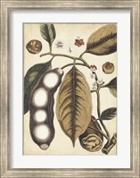 Ivory Botanical Study V Fine Art Print