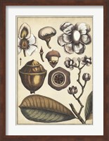 Ivory Botanical Study VI Fine Art Print