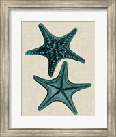 Coastal Starfish II Fine Art Print