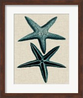 Coastal Starfish III Fine Art Print