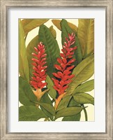 Tropical Red Ginger Fine Art Print