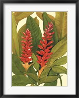 Tropical Red Ginger Fine Art Print