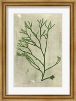 Emerald Seaweed III Fine Art Print