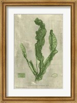 Emerald Seaweed IV Fine Art Print