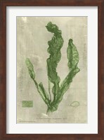 Emerald Seaweed IV Fine Art Print